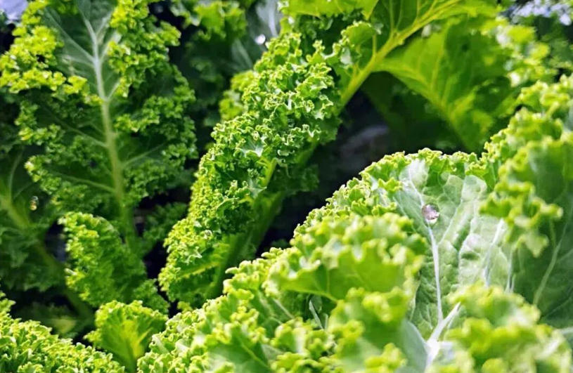 白象、袁記、三全、思念…紛紛盯上羽衣甘藍，“超級植物”開始席卷速凍食品？